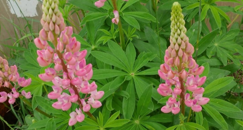 Размножаются лопатой. Неприхотливые многолетники, которыми можно быстро "заполнить" свой сад