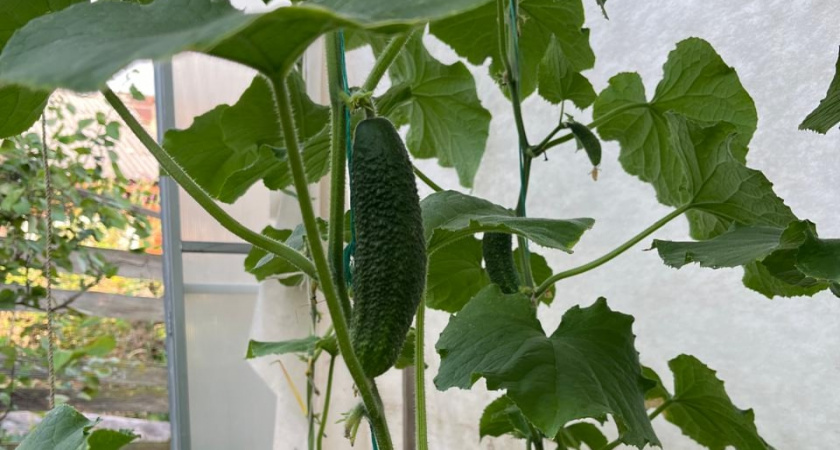 Почему теперь советую всем этот сорт огурцов — жалею, что не выращивал его раньше: находка, в которой одни плюсы