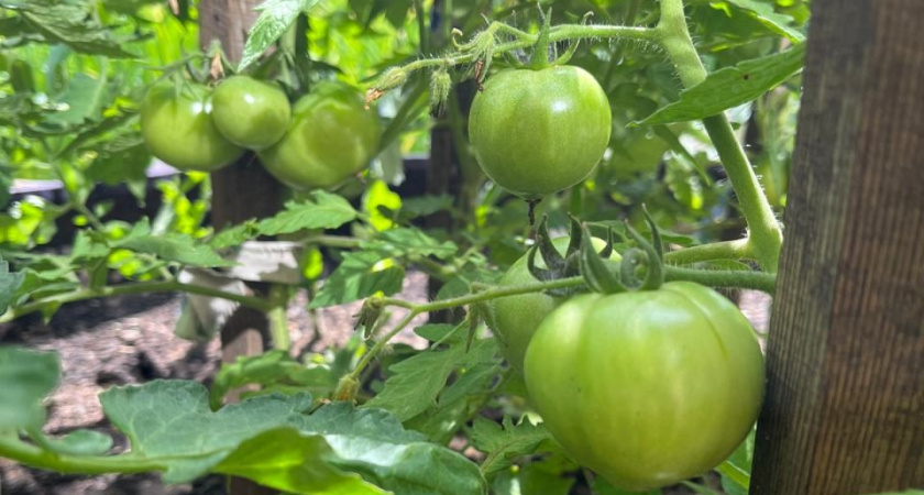 Не верю своим глазам: после новой схемы посадки помидоров собрал на 50% больше - 3 правила, которые перевернули теплицу