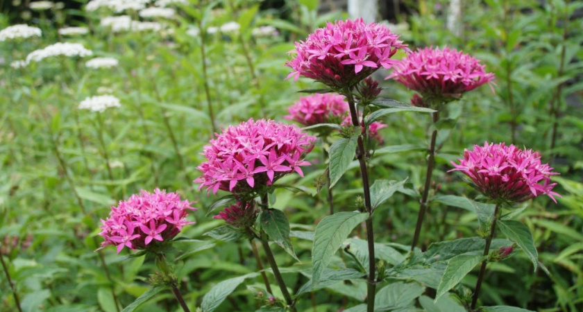 Гортензия больше не в почете - сад завоевывает новый эффектный кустарник: цветет целое лето и до самых заморозков