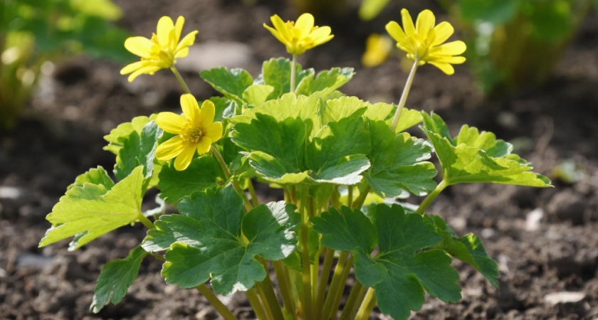 Жёлтый ковёр на грядках — это крик земли: почему чистотел атакует ваш огород и как это остановить