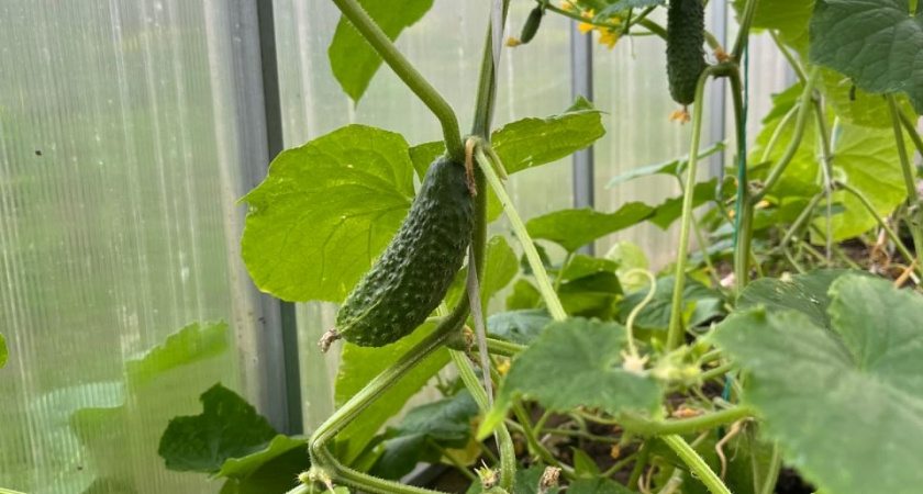 Топ-5 сортов огурцов: не берите ерунду по завышенным ценам — только проверенные сорта  