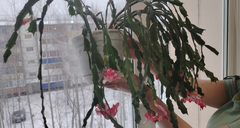 Не выбрасывайте спитой чай: одна ложка в горшок с декабристом — и зимой он порадует вас морем бутонов