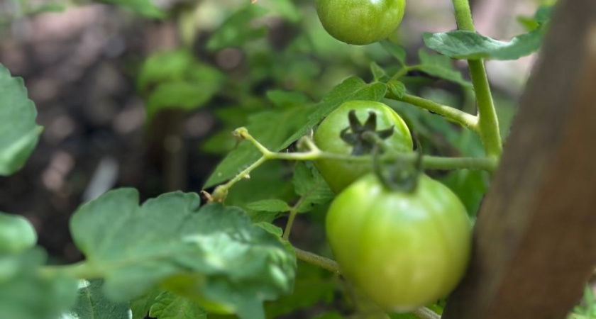 Посадила томаты в апреле и обогнала соседей: секрет — в проращивании семян, которое экономит целый месяц
