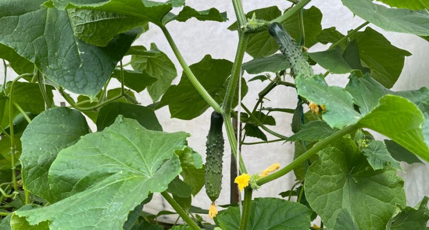 Тратил 2000 рублей на семена огурцов — теперь покупаю всего 7 пачек: партенокарпические гибриды дают по 10 кг с куста