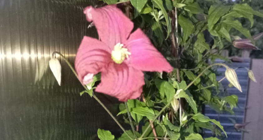 Не ждите весны — сейте эти цветы сейчас: 3 культуры, которым нужен "холодный старт" в январе для пышного цветения