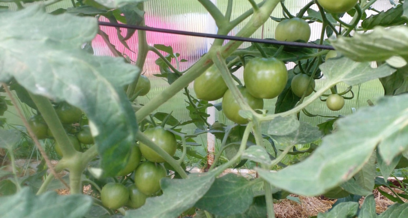 Это странно, но работает: как песок в теплице создаёт барьер от болезней томатов, его не может пробить даже фитофтора