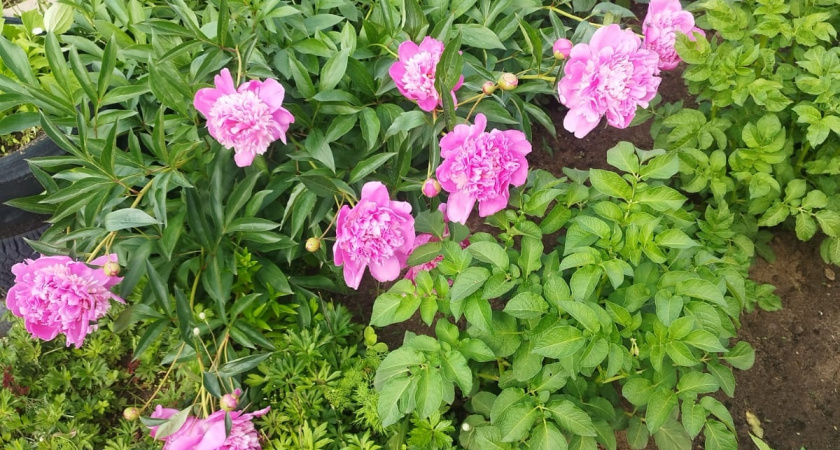 Соседка только хмыкала — а теперь выпытывает секреты: как 3 цветка-подушки сделали мой сад цветущим раем без хлопот