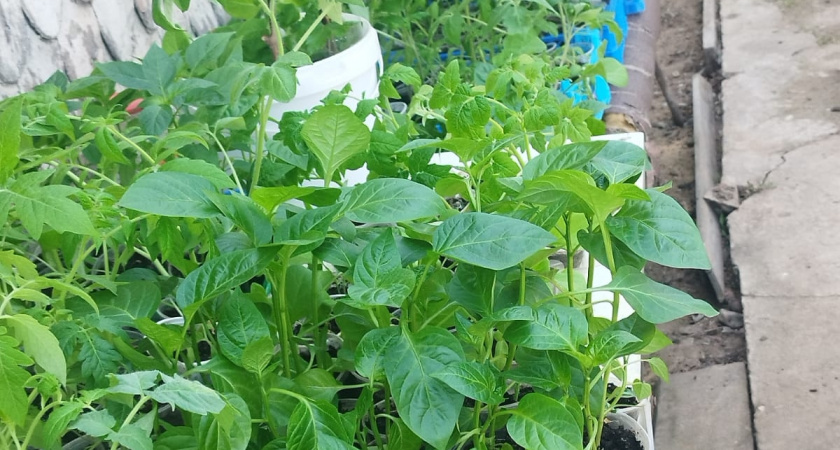 Выбросила все стимуляторы — и рассада стала крепче: делюсь методом подруги для ленивых дачников