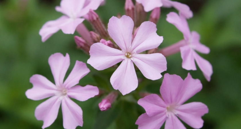 Грядки не вспомнят про петунии: новый фаворит дачников заполняет кашпо как живой водопад
