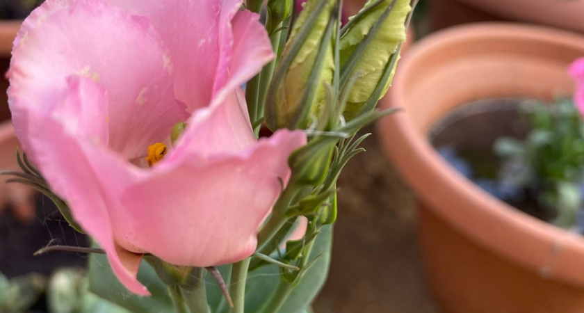 Забываете поливать цветы — это не проблема: показываю 5 домашних растений, которым хватает одного полива в месяц