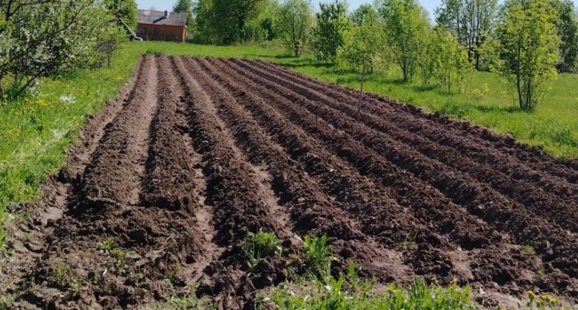 Забудьте про навоз: простая крупа из магазина превратит почву в плодородное «черное золото» — дачный секрет 2026 года