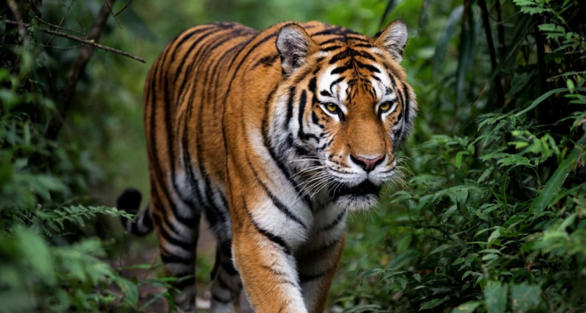 Тигр пробрался в центр российского села Барабаш в Приморье и утащил с цепи сторожевого пса