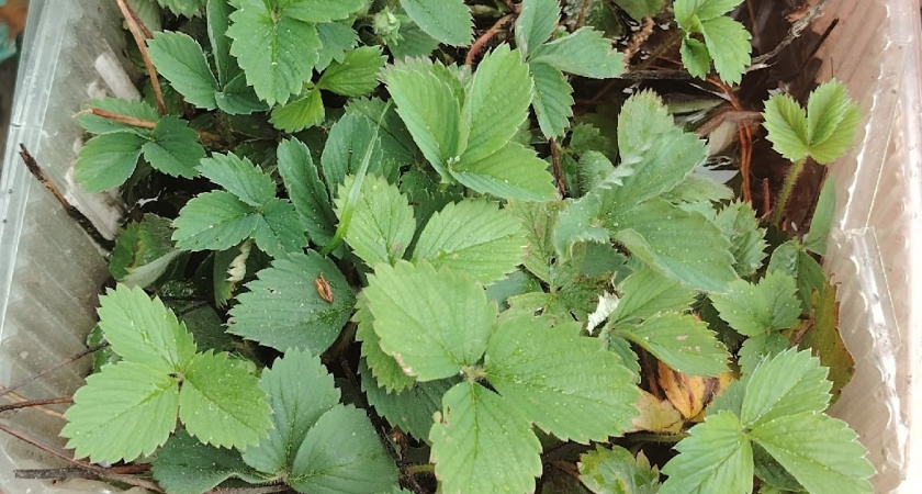 Составляем правильный план посева семян на февраль: чек-ап для дачника