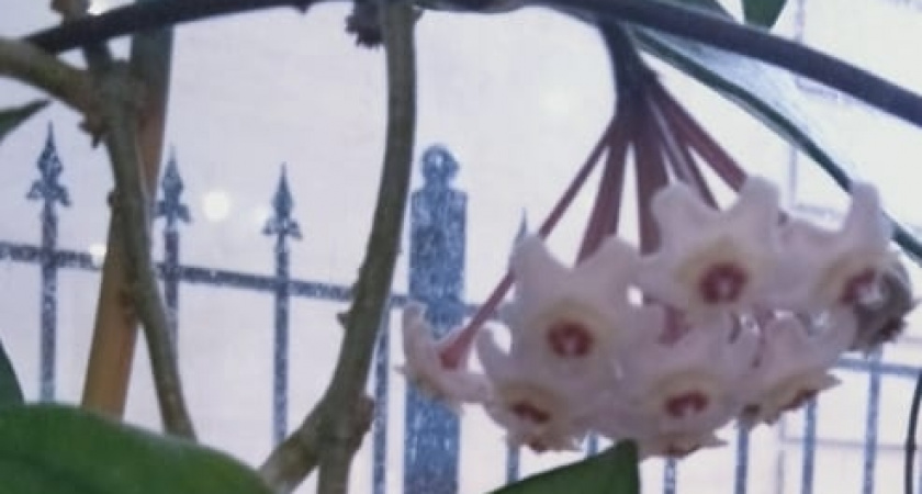 1 ампула в горшок — и никакой химии: забыл про дорогие удобрения, когда открыл этот простой аптечный рецепт