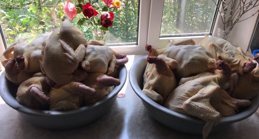 Как отличить мясо от воды в магазинной курице: Роскачество предупредило о 3 главных опасностях - вот на что смотреть 