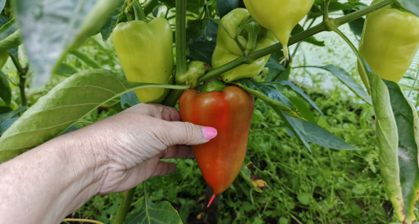 Лунный календарь на 2026 год называет эти февральские дни лучшими для посева перца на рассаду — проверено специалистами