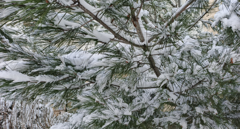 «Март преподнесёт погодную сенсацию». Синоптики сообщили, к чему готовиться