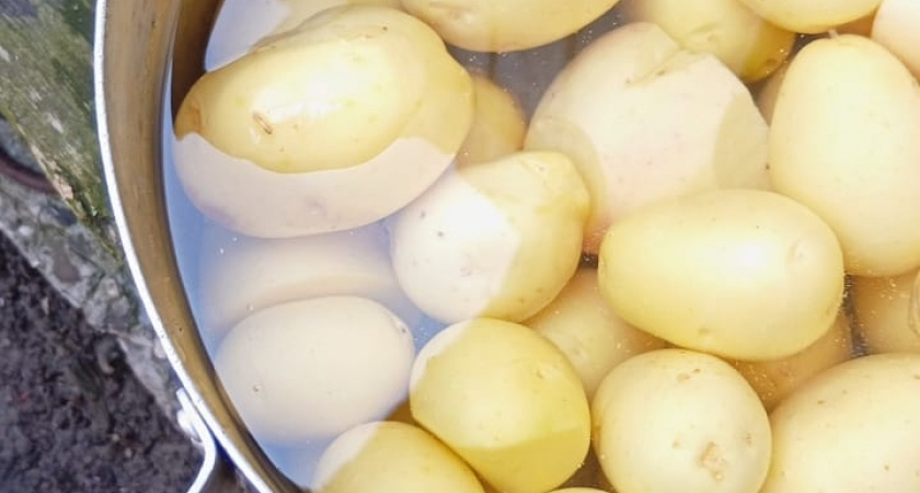 Нынче сажаю только 1 сорт картофеля - и с куста по 20 клубней: все крупные и ровные, идеальные на вкусную пюрешку 