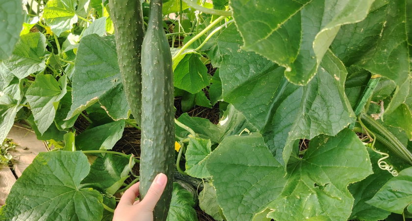 Посадите один раз — и будете с огурцами до заморозков: отличные гибриды сезона 2026