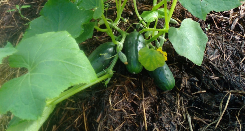 Мой огуречный кризис: как пересорт семян едва не оставил меня без урожая в прошлом году, и кто спас ситуацию