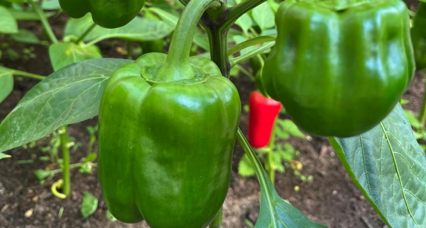 Не просто красный и желтый: шоколадный перец Ганнибал — мой фаворит, который точно успеет созреть на вашей грядке