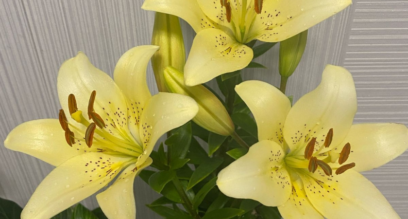 Стоимость цветов и конфет на День святого Валентина почти вдвое превысит стипендию студента