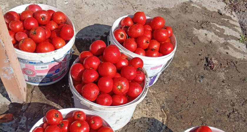 Не покупайте безвкусные томаты: эти 5 «сладких гигантов» — те самые помидоры из детства, сочные как арбуз