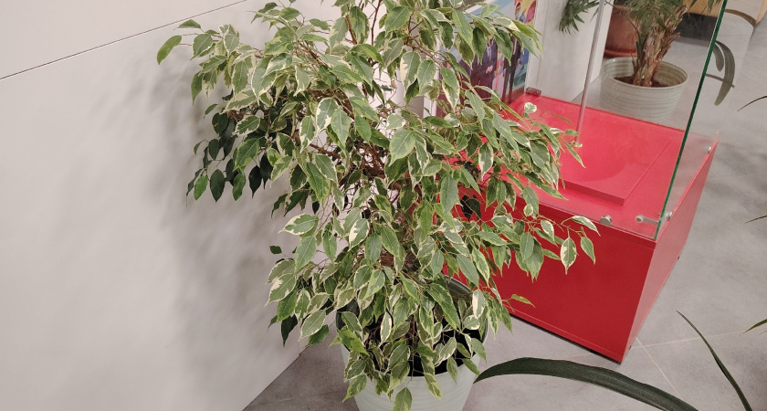 Зимой фикус не спит, а голодает: я открыл это, когда мой красавец облысел — теперь ложечка в горшок решает все