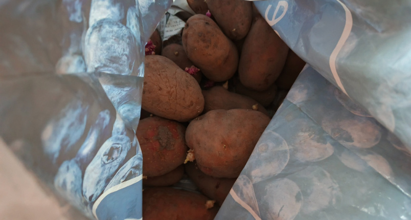 Фермеры назвали 5 проверенных и самых вкусных сортов картофеля: и для пюрешки, и для жарки, и еще и болезни не бояться 