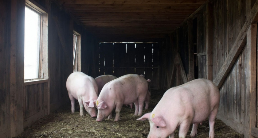 Надругался и оставил на съедение свиньям: россиянина приговорили к 23 годам строгого режима за убийство школьницы