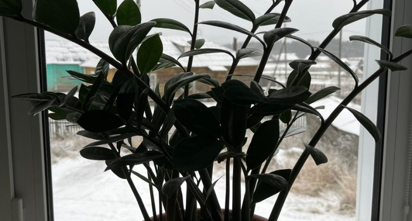 Если замиокулькас не растет – ложку в горшок, и он проснется: покажу, как разбудить «долларовое дерево»