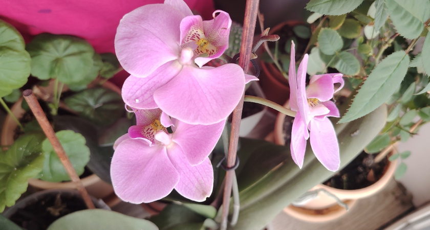 Смешиваем 2 простых продукта – и запускается бешеный рост орхидеи: корни растут со скоростью света 