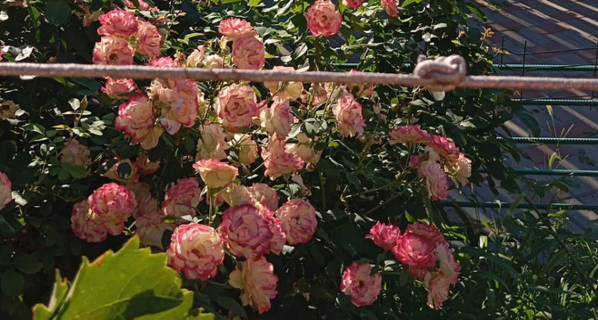 Бархатцы только привлекали вредителей: я нашла 5 идеальных цветов-заменителей — с ними огород цветет без клеща