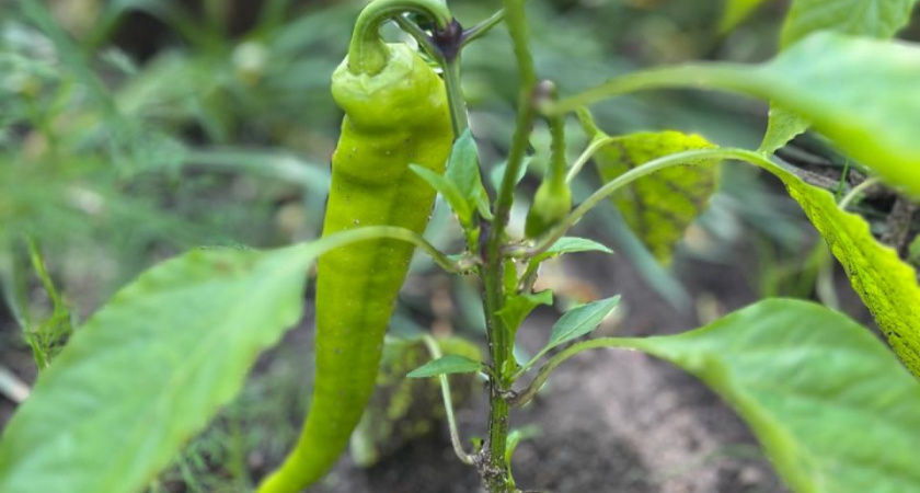 Сею сладкий перец конкретно в эти даты: урожай в два раза больше обычного