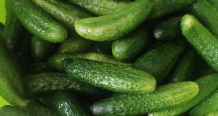 Пучковые огурцы: 5 сортов для богатого урожая в 2026 году