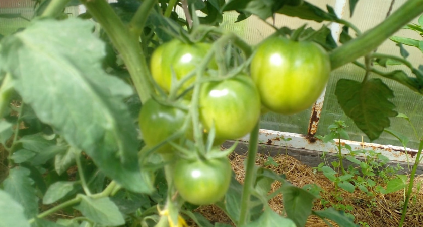 12 кг с куста и вкус сладкой ваты: этот томат назвали трендом сезона-2026