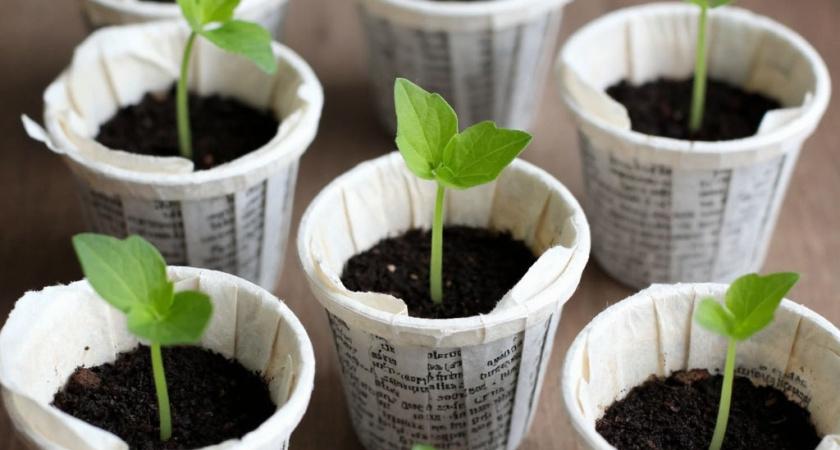 Никаких горшков и стаканов - сажаю рассаду только в такие тары: огурцы, помидоры и перцы обожают эти "домики"