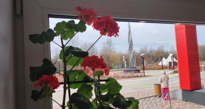 Герань даст вдвое больше цветов: простой зимний метод укоренения без затрат и хлопот