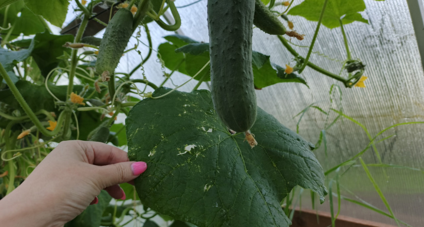 Вычеркиваю "Герман" из списка посадок — почему я перестала гнаться за брендом и нашла замену: 3 новых сорта не подвели