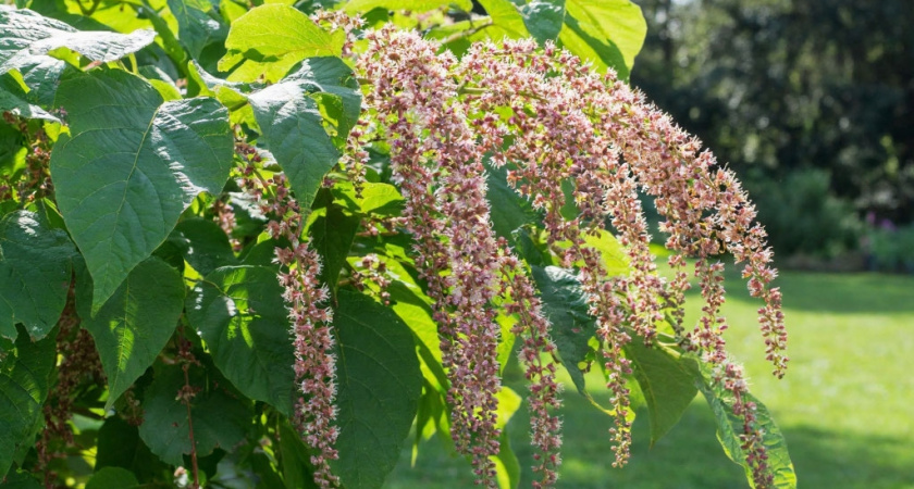 Ученые сообщили опасный для средней полосы России сорняк