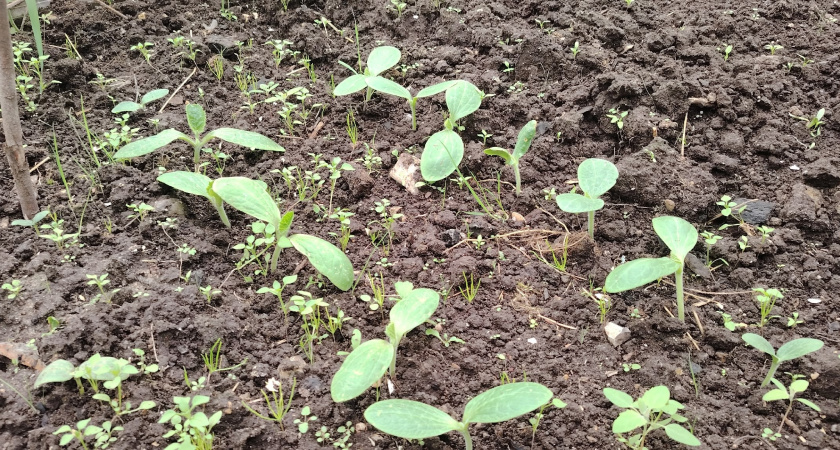 Три грамма порошка – и рассада прет как на дрожжах: стали крепкие стебли и мощные корни