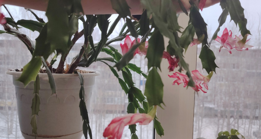 Кто бы мог подумать — кипяток для цветов работает: 4 растения ожили на глазах, одно пришлось спасать, делюсь опытом