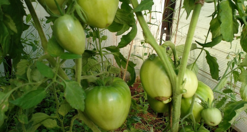 Нашла идеальный томат: всегда собираю по 7 кг с куста - плоды сладкие, с нежной кислинкой, никогда и ничем не болеют