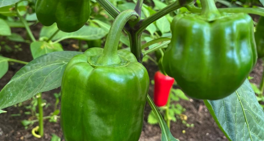 Рассада болгарского перца в 2026 году: в какое время и как сажать, как выбрать и подготовить семена