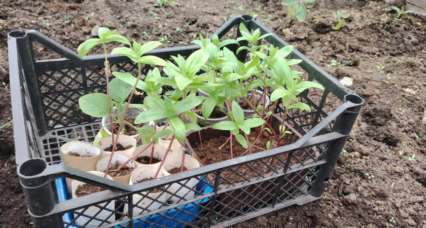 Беру фольгу для рассады: прет в росте без остановки — трюк, о котором знают только единицы