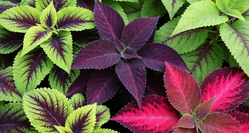 Секреты выращивания эффектных колеусов: когда сеять, чтобы удивить соседей  