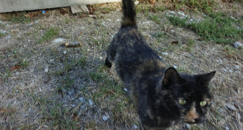 Уличный тайский кот отправил в больницу российскую туристку