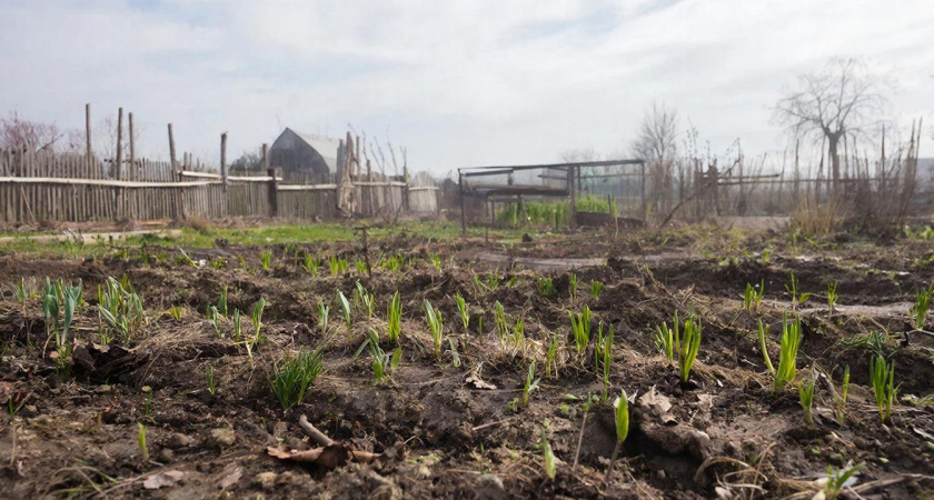 Лунный календарь дачных работ на март 2026. Что точно нужно сделать уже сейчас?