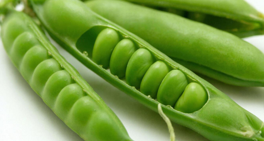 Микрозелень гороха: самый доступный суперфуд весны 2026. Как же получить обильный урожай прямо на кухне